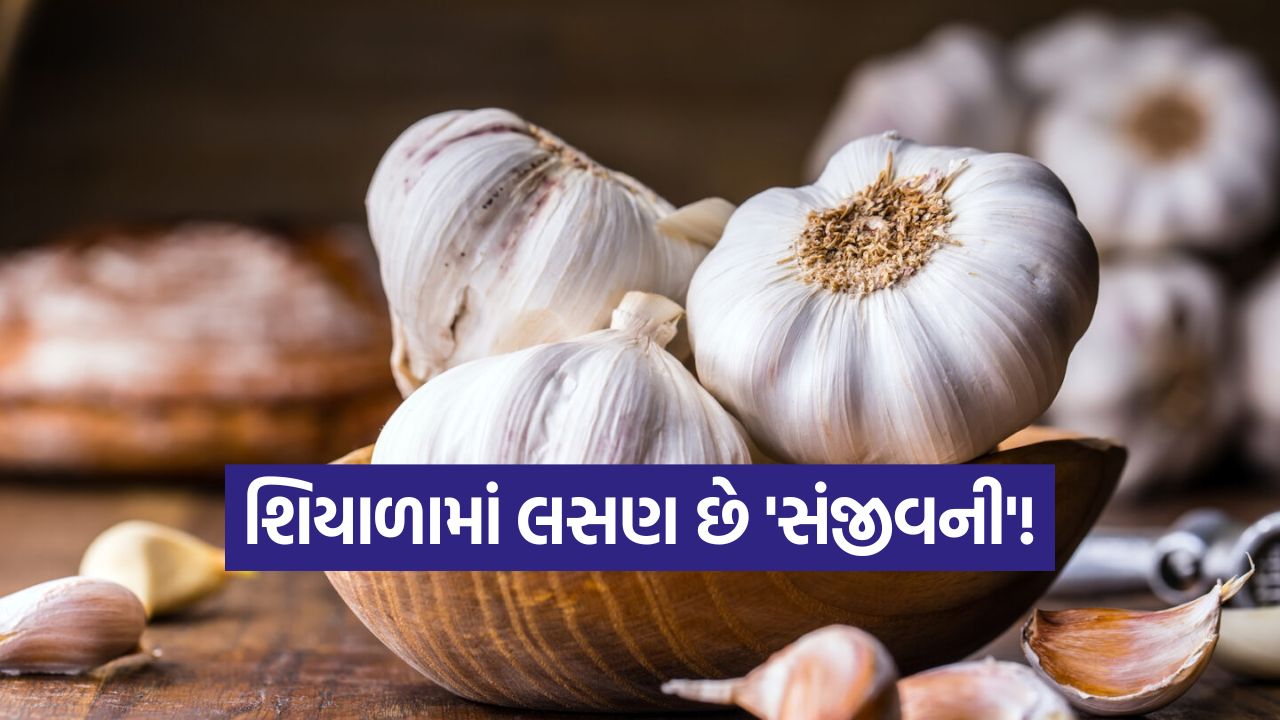 શિયાળામાં લસણ છે 'સંજીવની'! દવા વિના શરદી-ખાંસી મટાડવા માટે આ રીતે તેનું સેવન કરો 33 garlic