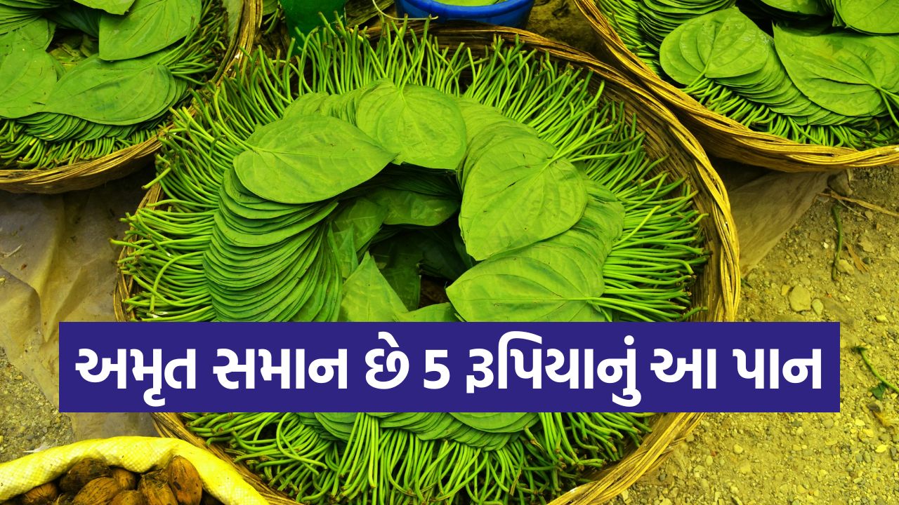 નાગરવેલના પાનને બનાવો તમારી દવા! નિષ્ણાતોના મતે શરીર રહેશે ફીટ અને યુવાન 33 leaves2