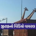 jiraf