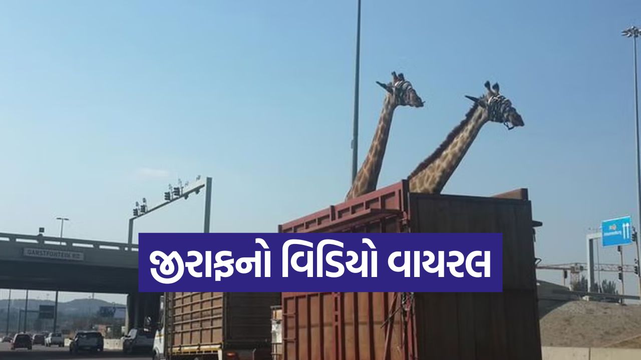 Video: ઓવરબ્રિજ સાથે અથડાઈ જીરાફની ગરદન, પછી જે થયું... વીડિયો જોઈને લોકો ચોંકી ઉઠ્યા! 31 jiraf