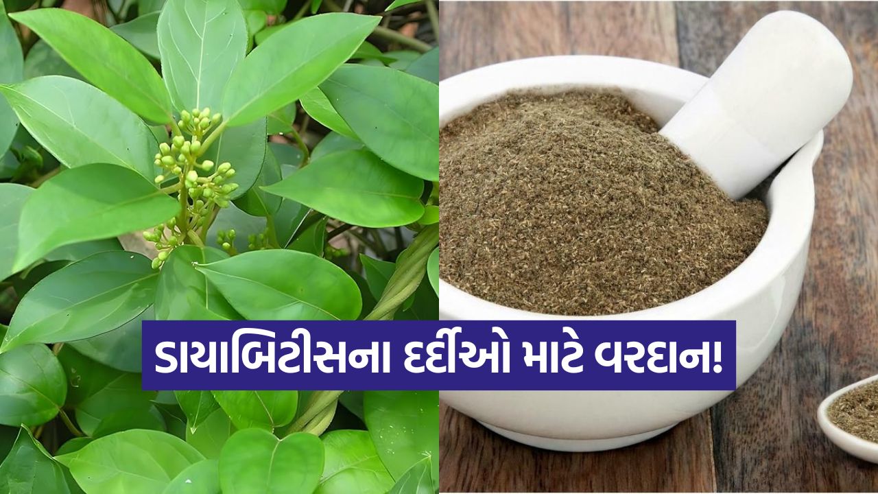 ડાયાબિટીસના દર્દીઓ માટે વરદાન! આ પાવડરની માત્ર અડધી ચમચી બતાવશે કમાલ, બ્લડ સુગર રહેશે કંટ્રોલમાં 33 gumar powder1