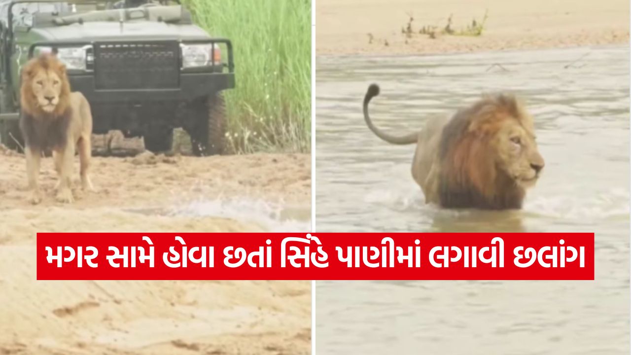 Video: ગજબનો સીન! મગરને જોઈ સિંહ પહેલા વિચલિત થયો, પછી જે કર્યું તે જોઈને પબ્લિક આશ્ચર્યચકિત! 39 magar