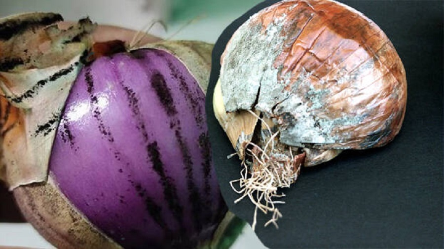 ડુંગળી ખરીદતી વખતે આ $2$ બાબતો ચેક કરો: કાળા ડાઘવાળી ડુંગળી શરીર માટે 'ઝડપી ઝેર' સમાન 2 online