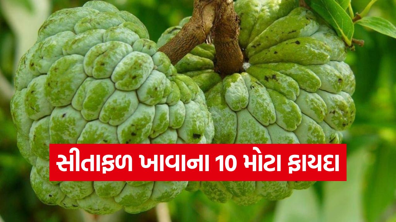શિયાળાનું સુપરફૂડ: સીતાફળ ખાવાના આ છે 10 ચોંકાવનારા ફાયદા, જાણીને તમે દંગ રહી જશો! 37 sitafal