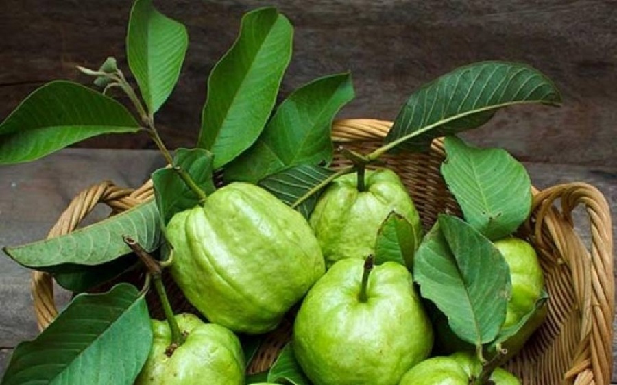 વિટામિન Cનો ખજાનો! જામફળ ખાવાનો યોગ્ય સમય અને રીત, જે શરદી-ખાંસીને રાખશે દૂર 2 guva1