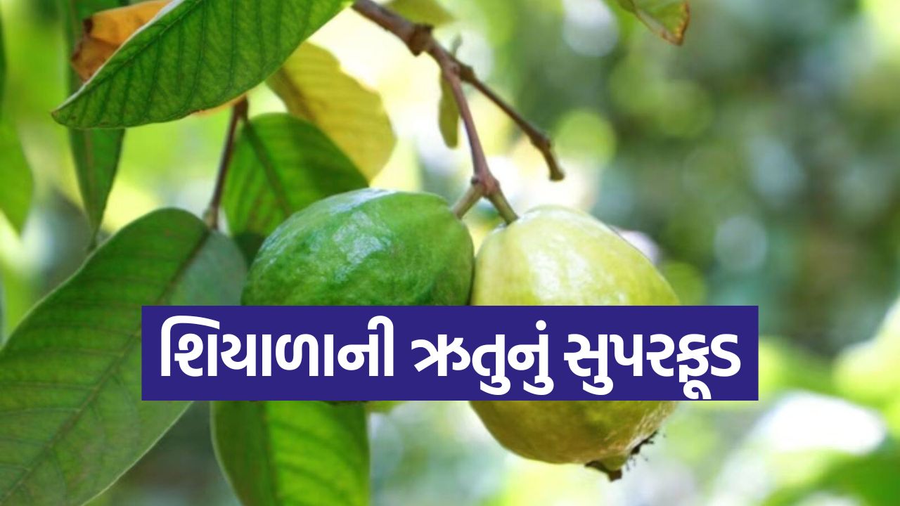 વિટામિન Cનો ખજાનો! જામફળ ખાવાનો યોગ્ય સમય અને રીત, જે શરદી-ખાંસીને રાખશે દૂર 33 Guva2