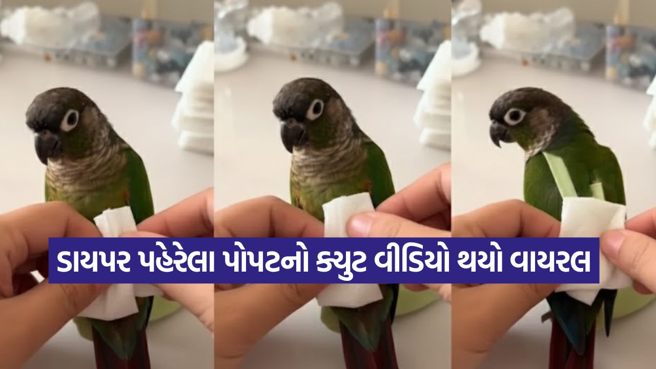 Video: પોપટ પણ પહેરે છે ડાયપર, જો વિશ્વાસ ન થતો હોય તો જાતે જોઈ લો; ૧.૪ કરોડ વાર જોવાયો વીડિયો 39 diper