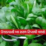 palak