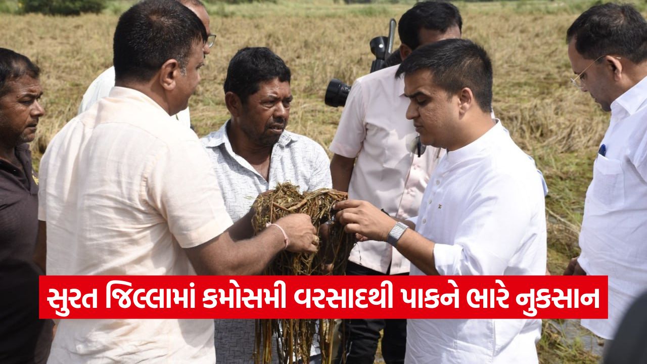 સુરતનાં ઓલપાડમાં કમોસમી વરસાદથી ખેતરમાં પાકને થયેલા નુકસાનીનો તાગ મેળવતા નાયબ મુખ્યમંત્રી હર્ષ સંઘવી, ખેડૂતો સાથે ચર્ચા કરી સર્વેના આદેશ આપ્યા 33 surat 54
