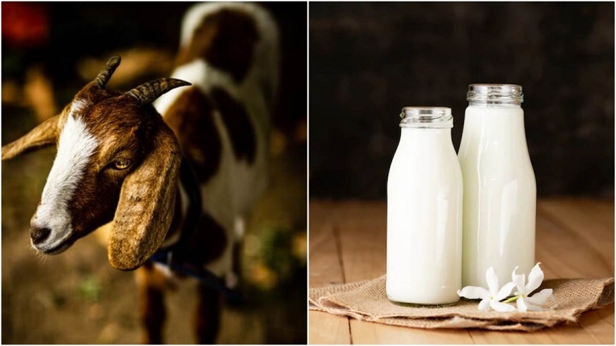 બકરીનું દૂધ: ગાય-ભેંસના દૂધ કરતાં શા માટે છે વધુ સારું? ફાયદા, ઉપયોગ અને યોગ્ય માત્રા જાણો 2 got milk