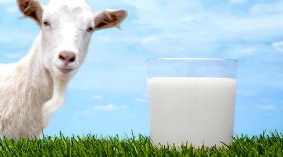 બકરીનું દૂધ: ગાય-ભેંસના દૂધ કરતાં શા માટે છે વધુ સારું? ફાયદા, ઉપયોગ અને યોગ્ય માત્રા જાણો 3 got milk1