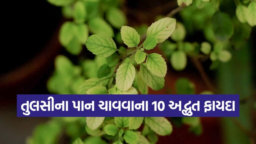 tulsi