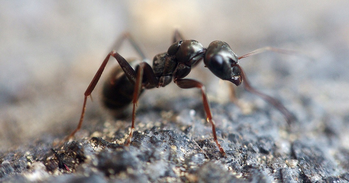 એક ફોબિયાનો દુઃખદ અંત: હૈદરાબાદની મહિલાએ 'કીડીઓના ડર'થી પીડાતા ફાંસી લગાવી આત્મહત્યા કરી 2 WhatsApp Image 2025 11 06 at 5.40.23 PM