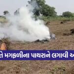 Gujarat Peanut Crop