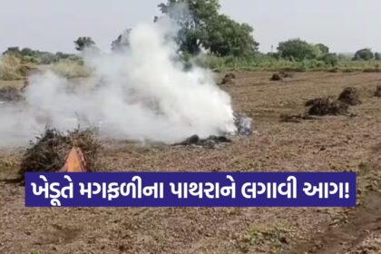 Gujarat Peanut Crop