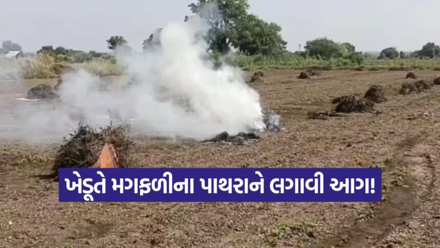 Gujarat Peanut Crop