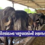 Amreli dairy farming success 1