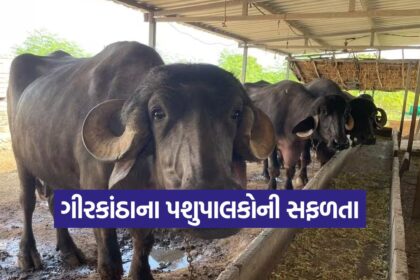 Amreli dairy farming success 1