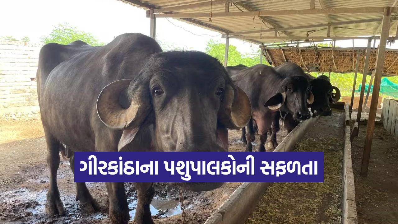 Amreli dairy farming success 1