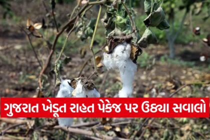 Gujarat farmer relief package 2025 1