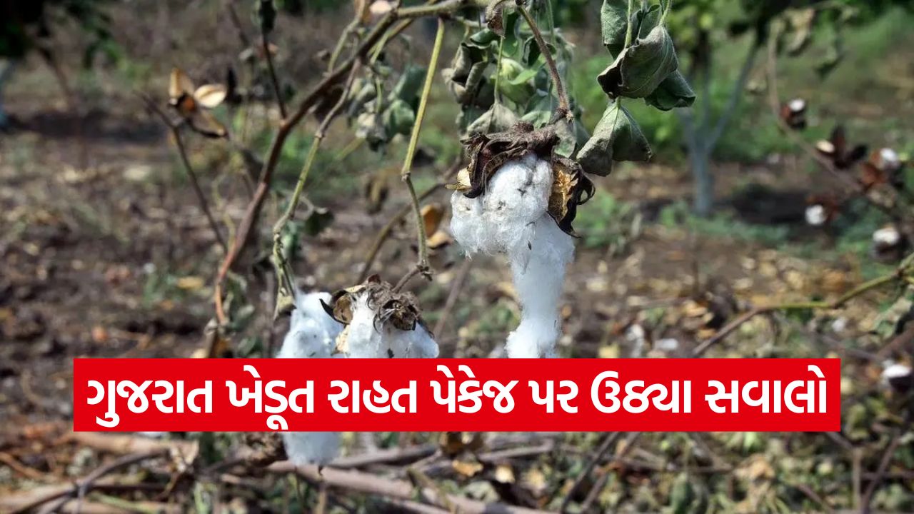 Gujarat farmer relief package 2025 1