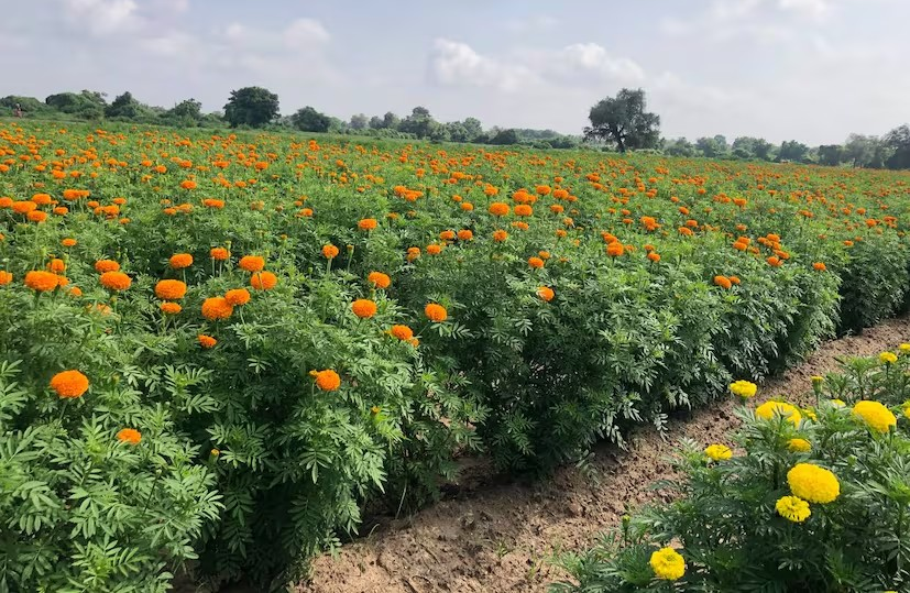 Marigold Flower Farming: નવેમ્બર-ડિસેમ્બરમાં ગલગોટા ફૂલની ખેતી: વધુ નફાની રીત 3 Marigold Flower Farming 1