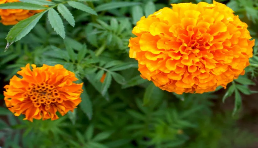 Marigold Flower Farming: નવેમ્બર-ડિસેમ્બરમાં ગલગોટા ફૂલની ખેતી: વધુ નફાની રીત 2 Marigold Flower Farming 2