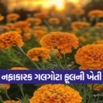 Marigold Flower Farming 1