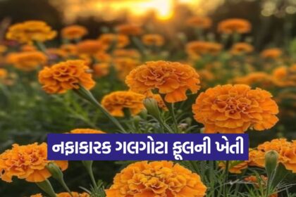 Marigold Flower Farming 1