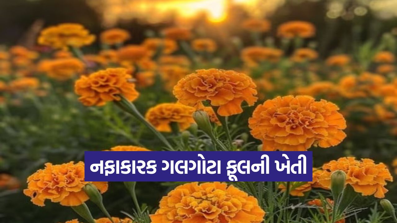 Marigold Flower Farming 1