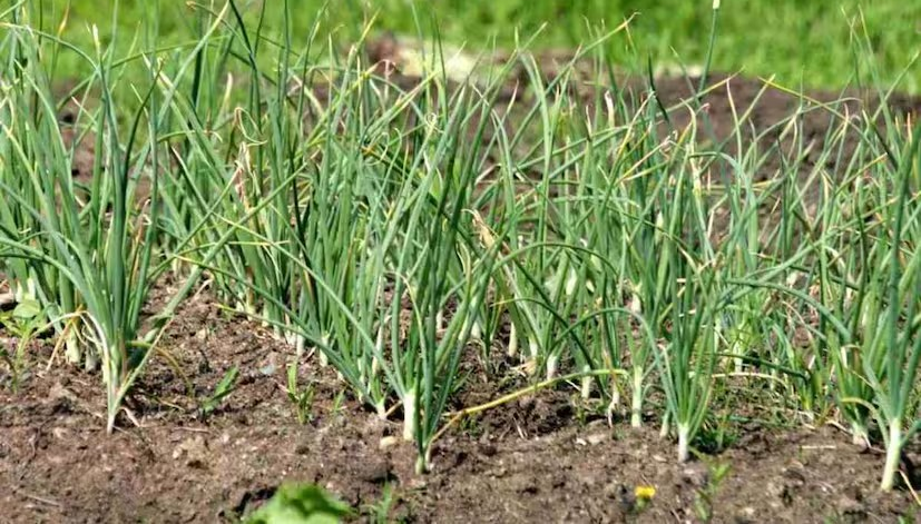 Garlic Farming 1