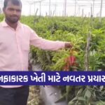 Bell Pepper Farming 1