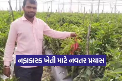 Bell Pepper Farming 1