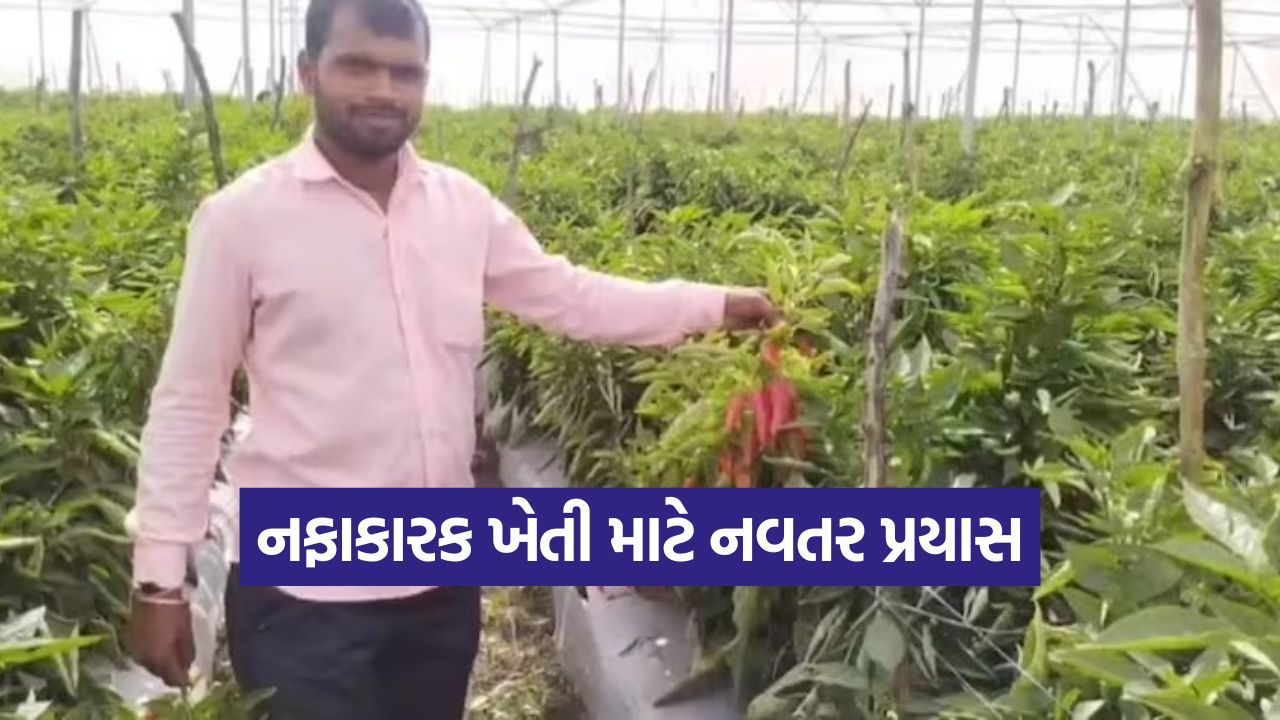 Bell Pepper Farming 1