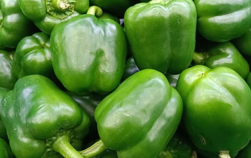 Bell Pepper Farming: શિમલા મરચાની ખેતી: નાના રોકાણમાં મોટા નફાના પ્રયાસો 2 Bell Pepper Farming 1