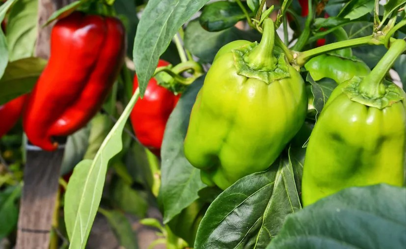 Bell Pepper Farming: શિમલા મરચાની ખેતી: નાના રોકાણમાં મોટા નફાના પ્રયાસો 3 Bell Pepper Farming 2