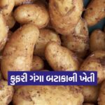 Kufri Ganga Potato 1