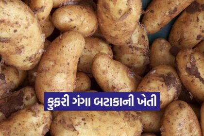 Kufri Ganga Potato 1