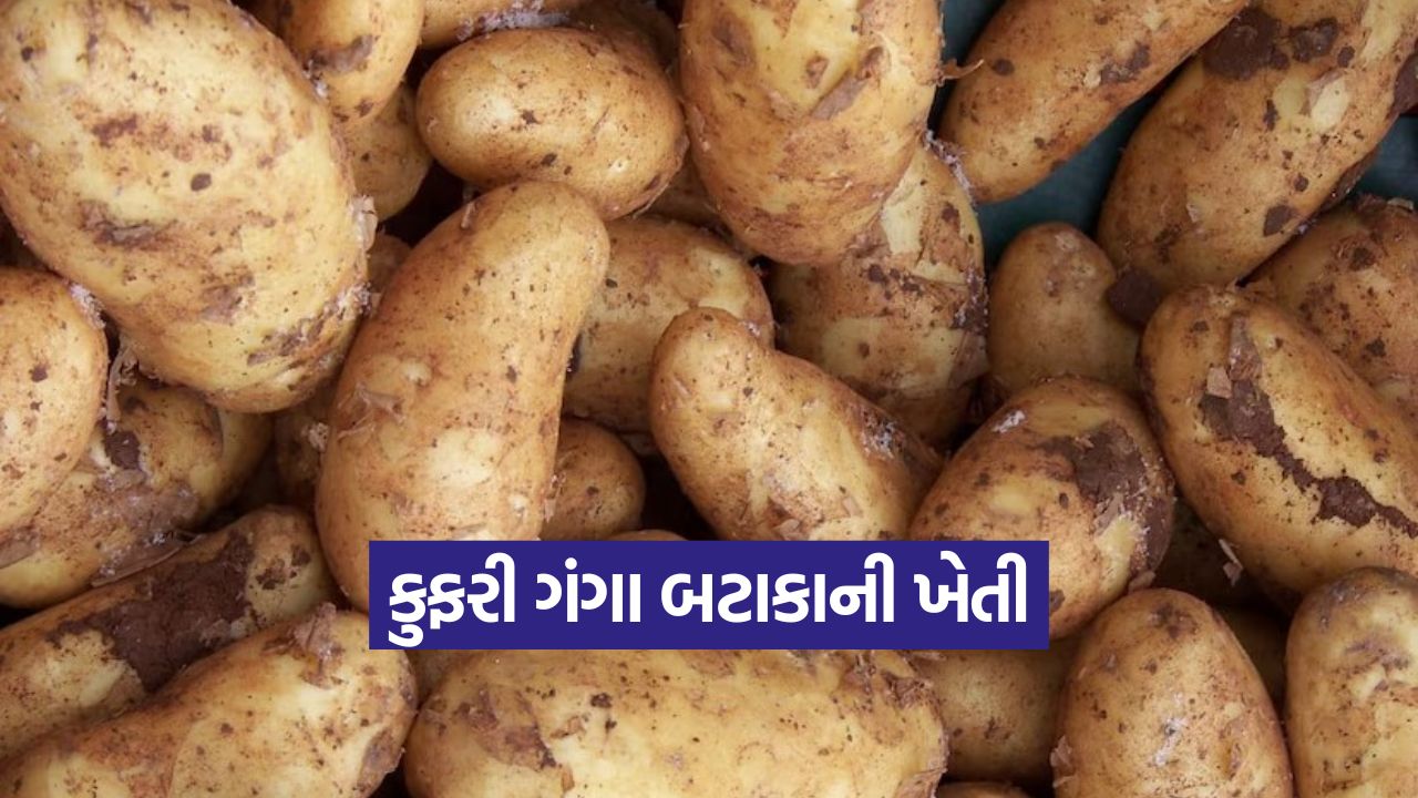 Kufri Ganga Potato 1