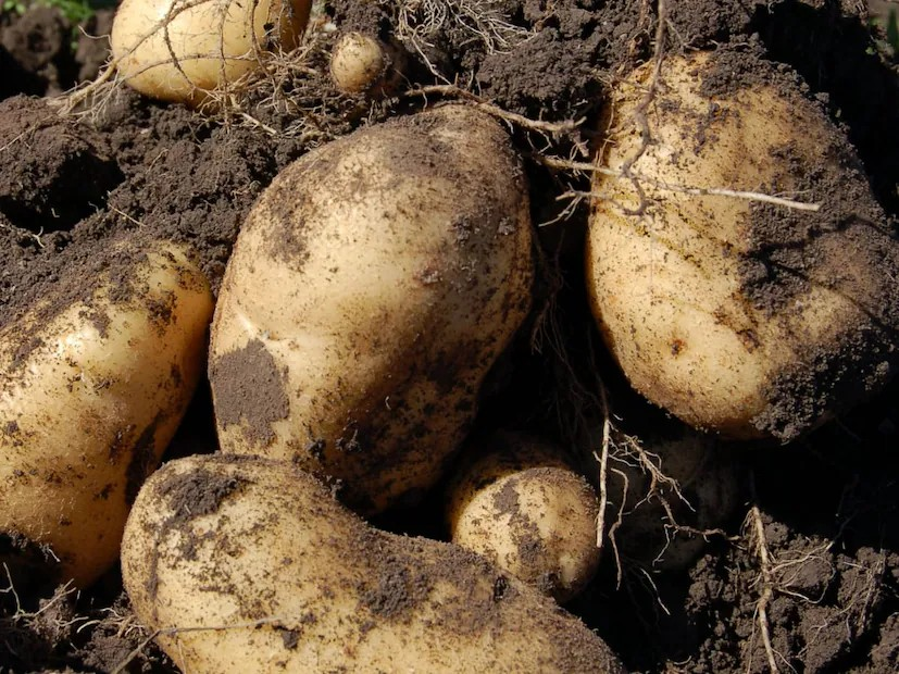 Kufri Ganga Potato 1