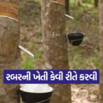 Rubber Cultivation 1