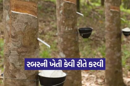 Rubber Cultivation 1