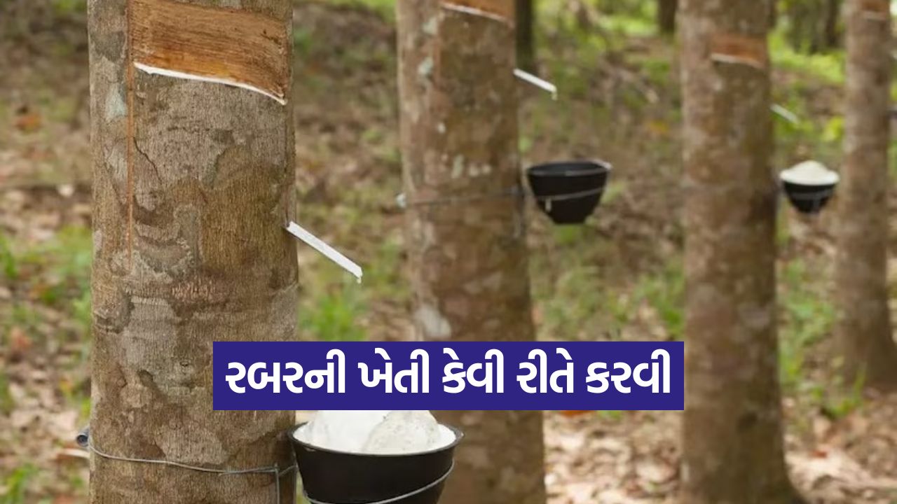 Rubber Cultivation 1