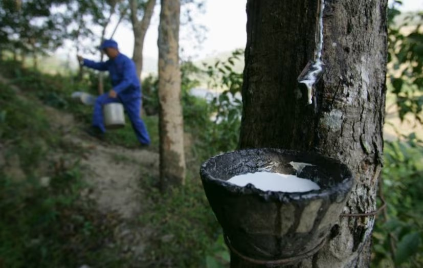 Rubber Cultivation: ખેડૂતો માટે લાંબા ગાળાનો વ્યવસાય 2 Rubber Cultivation 1