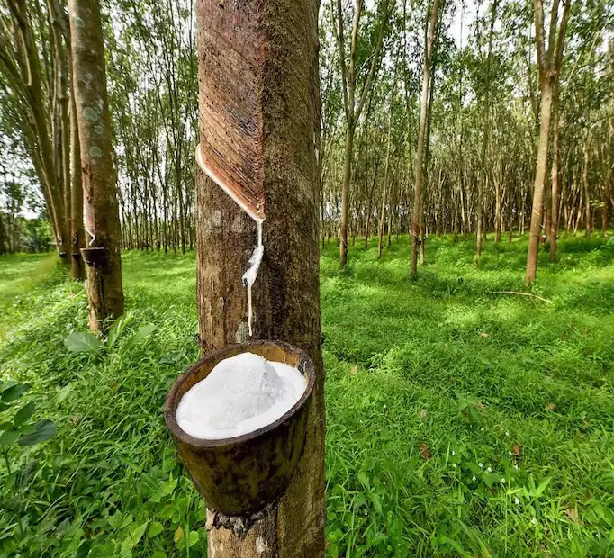Rubber Cultivation: ખેડૂતો માટે લાંબા ગાળાનો વ્યવસાય 3 Rubber Cultivation 2