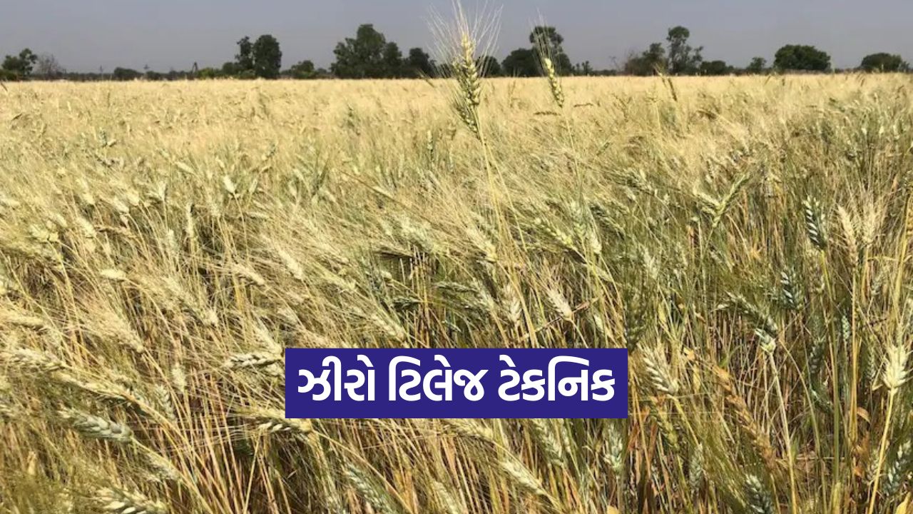 Zero Tillage Farming 1