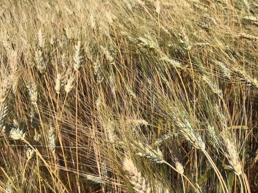 Zero Tillage Farming 1