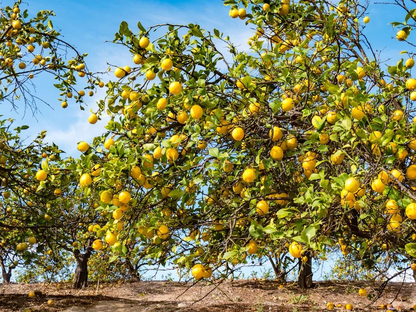 Horticulture Farming 2
