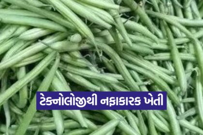 High Tech Bean Farming 1