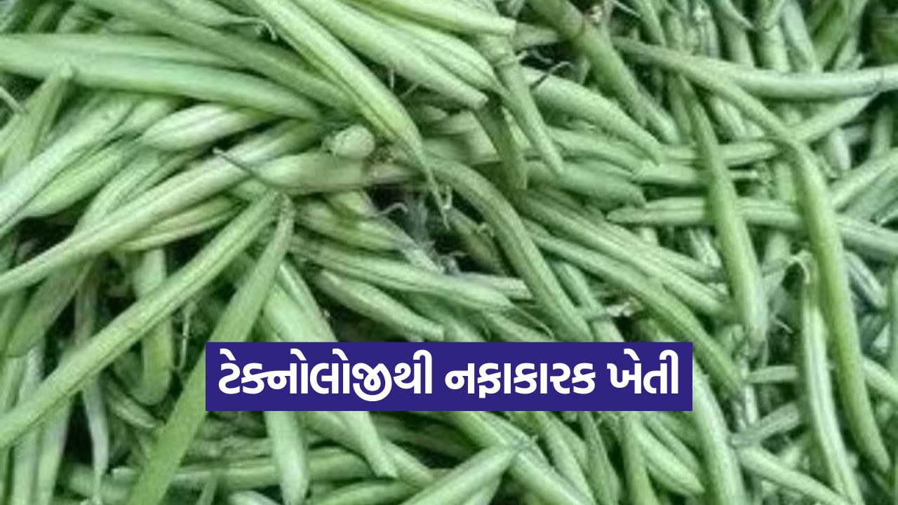 High Tech Bean Farming 1